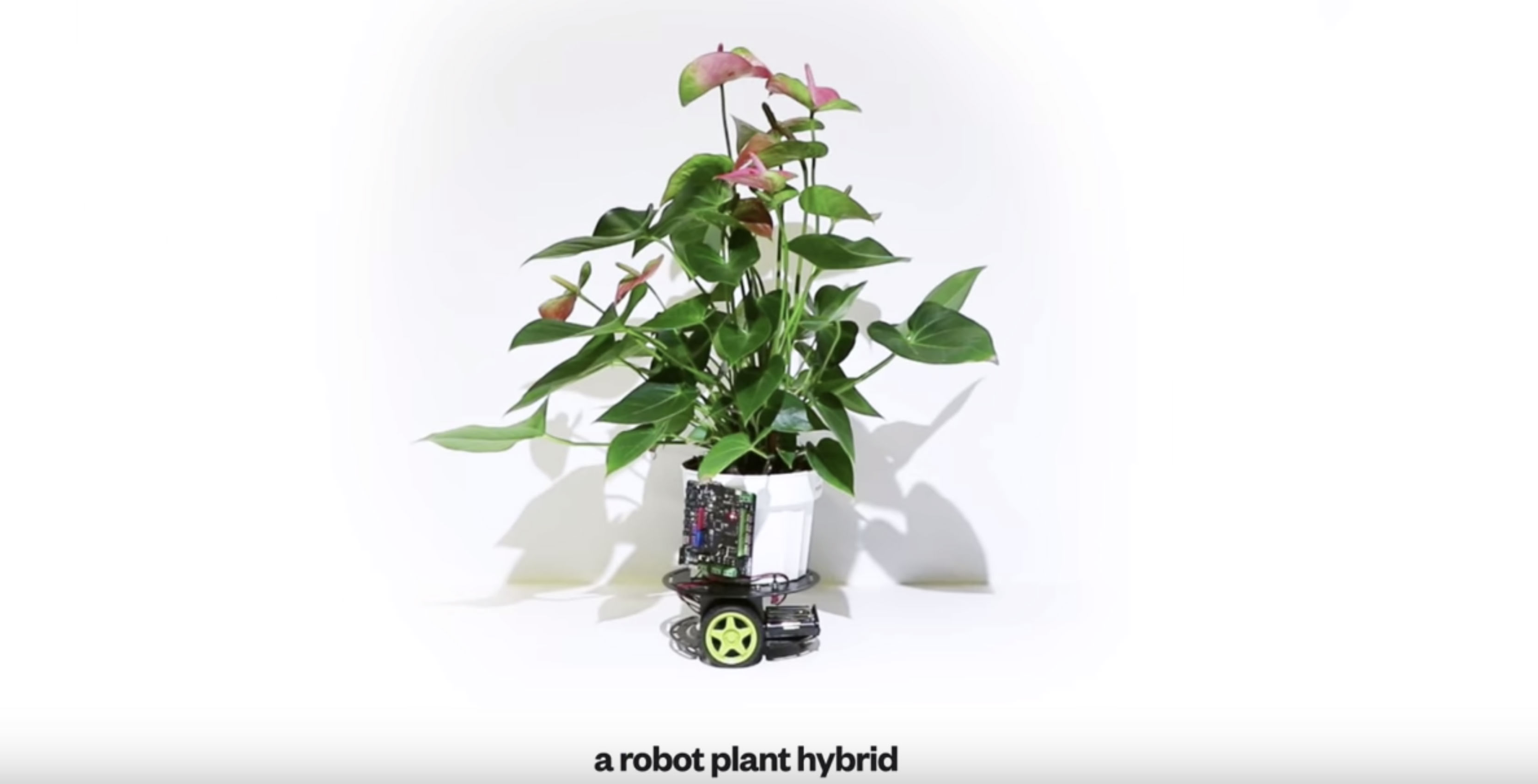 MIT uses robotics to keep plants alive
